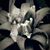 Cindy Caruso's profile image