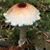 Jamie Orlowski's profile image