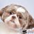 Amy Lindgren's profile image
