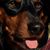 Bucky N Dash's profile image