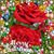 Ramblin Rose's profile image