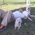 Brian Alexander Cobar Rojas's profile image