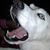 Donna Salak's profile image
