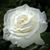 Danita Mae Barnes's profile image