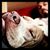 AJ Marchitto's profile image