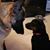 Deb Howe Mammone's profile image