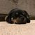 Michelle Michalek's profile image