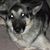 Dexter Clement's profile image