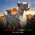 San Rocco Cane Corso's profile image