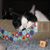 Chris Fawley's profile image
