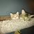 Linda DeRuiter Pendock's profile image