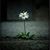 Linda Hoopes's profile image