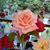 Cecele Brown Cibula's profile image