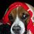 Julie Reno's profile image