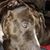 Russell Young's profile image