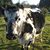 Noreen Macri's profile image