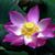 Coral Reiff's profile image