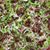 Uptown Pizza Co.'s profile image