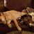 Kathleen Grober-Koester's profile image