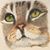 Karen Carapezzi's profile image