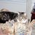 Ann M Reeves Serafino's profile image