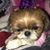 Amy Bowden Santasero's profile image