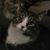 Bobbi Hess Dills's profile image