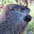 Tammy Piper's profile image