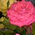 Thelma Clarke Johnson's profile image