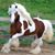 Char Ashby's profile image