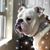 Jenn Dietrich's profile image