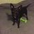 Angela Andino's profile image