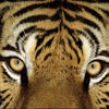 Dana L.'s profile image