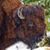 Mark Killion's profile image