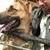 Saini Sahb's profile image