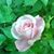 Karen Schiernbeck's profile image