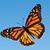Sally Kosowicz-Flaig's profile image