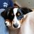 DogGone Fong's profile image