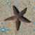 Anita Lutz Veilleux's profile image