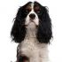 Hener S.'s profile image