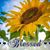 Missy Woolley Stiadle's profile image