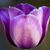 LeeAnn Sandoval's profile image