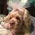 Allison Earl Williamson's profile image