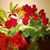 Tapamichemia Gaitan Carlos's profile image
