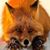 Redd Foxx's profile image