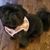 Deb Deerwester DeBolt's profile image