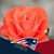 Julie Dozois's profile image