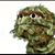 Richard Calderon's profile image