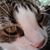 Robin McElfresh's profile image