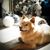 Katea Chiriac's profile image
